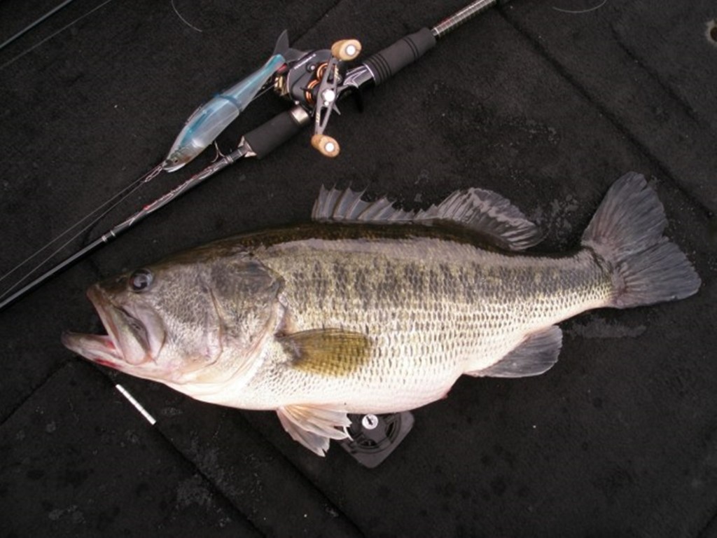 ジョインテッドクロー178で釣ったビッグバス